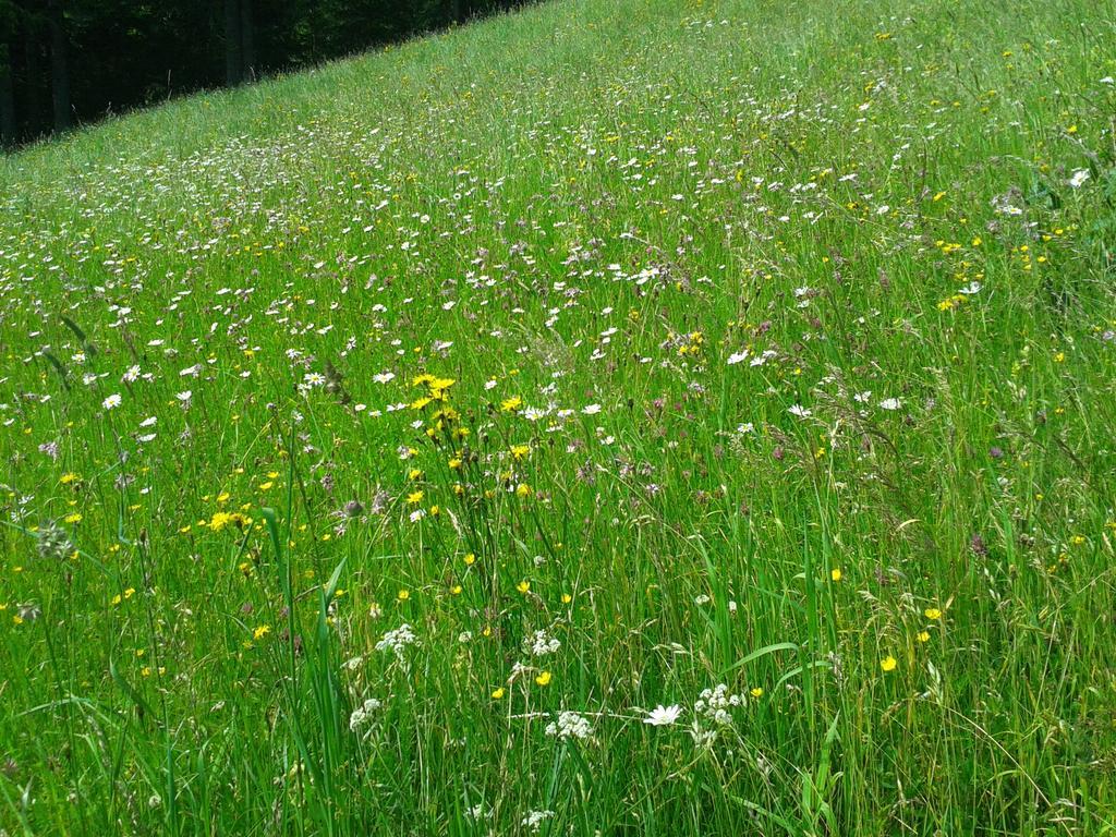 Studio Schwarzenauer Lägenhet Alpbach Exteriör bild