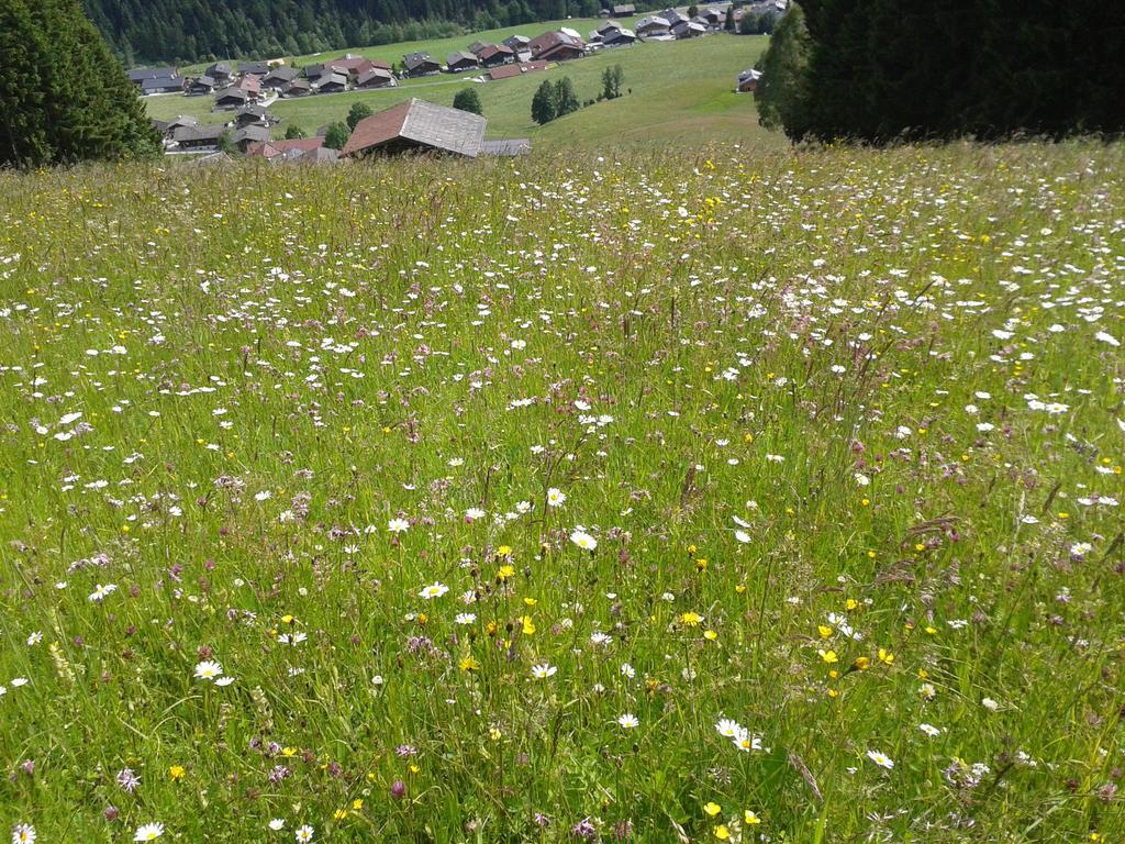 Studio Schwarzenauer Lägenhet Alpbach Exteriör bild