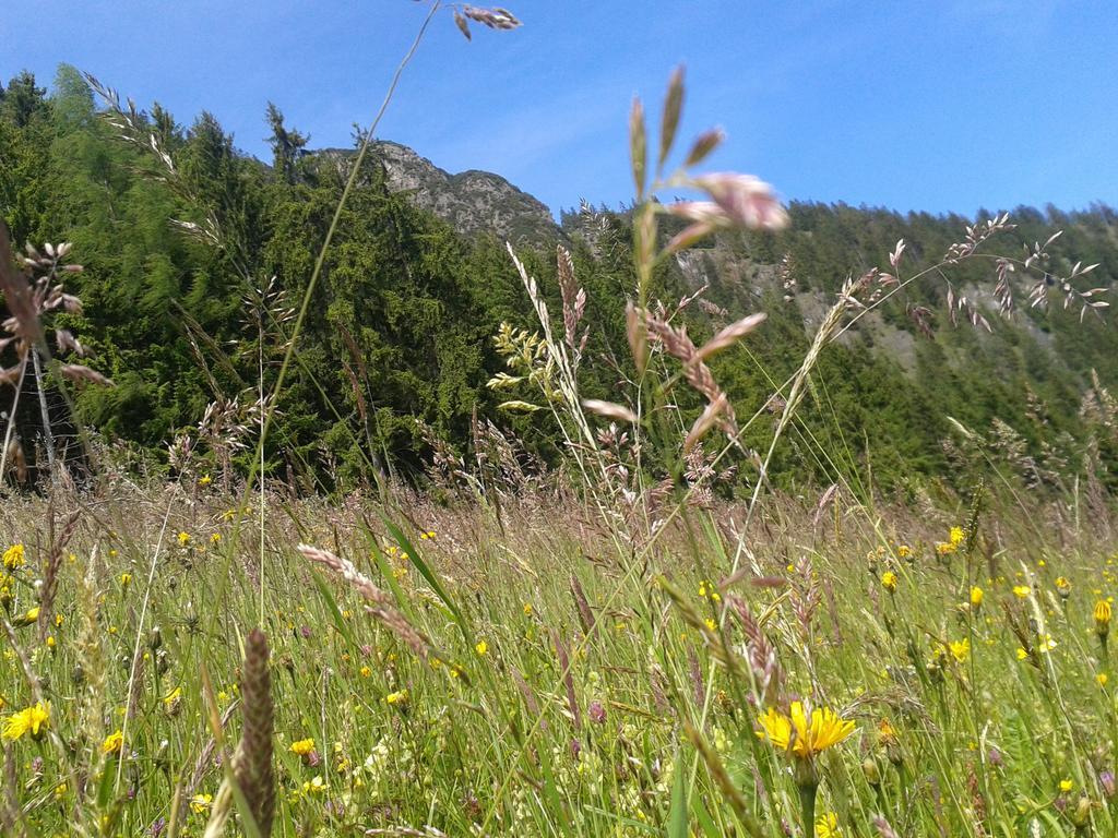 Studio Schwarzenauer Lägenhet Alpbach Exteriör bild